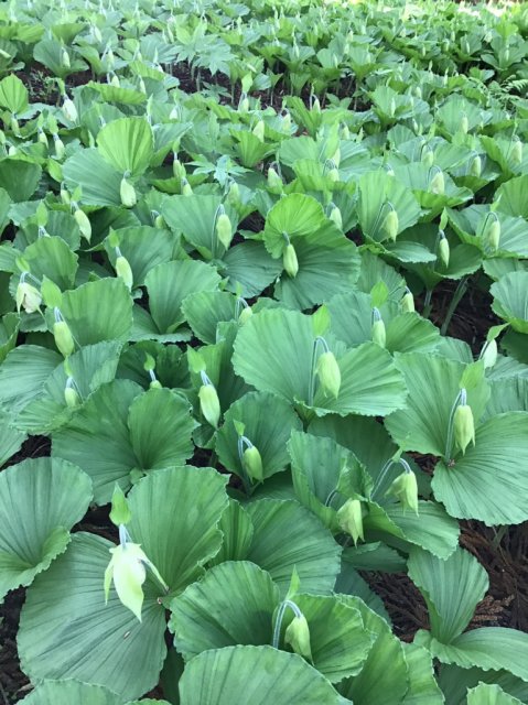 田人のクマガイソウ群生地 開花状況5 13現在 お知らせ Topics いわき市観光サイト いわき市の観光 旅行情報が満載