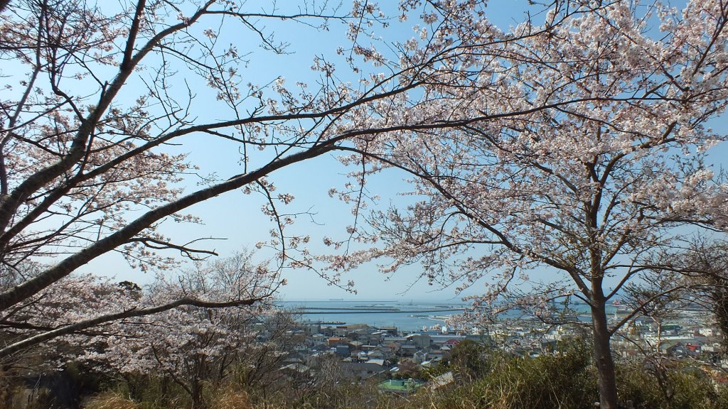 小名浜地区さくらまつり