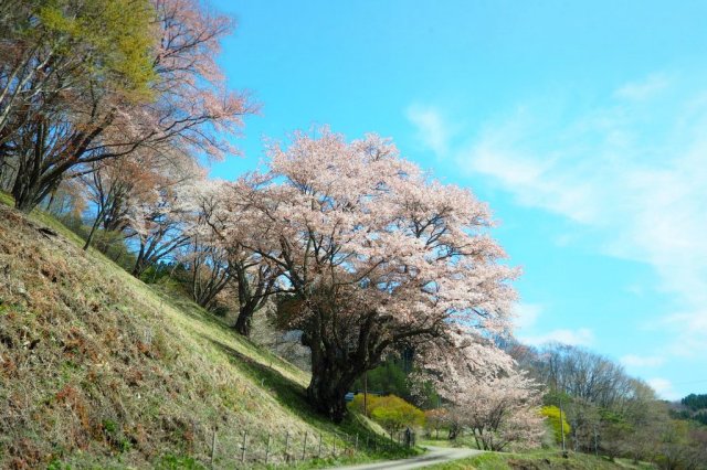 いわき周辺の桜を巡ろう
