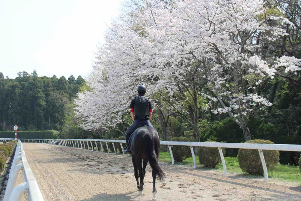 JRA競走馬リハビリテーションセンター｜見る・遊ぶ｜いわき市観光サイト - いわき市の観光・旅行情報が満載！