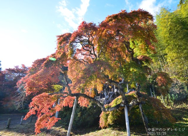 いわき市紅葉情報 中釜戸のシダレモミジ 11月24日更新 お知らせ Topics いわき市観光サイト いわき市の観光 旅行情報が満載 いわき市紅葉情報 中釜戸のシダレモミジ 11月24日更新 お知らせ Topics いわき市観光サイト いわき市の観光 旅行情報が満載