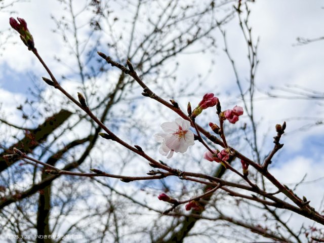 いわきのサクラ 開花宣言!