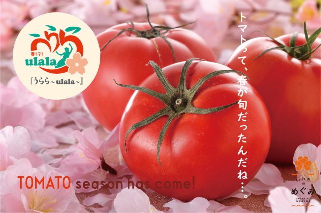 今年も麗かなトマトの季節が到来。春トマト『うらら～ulala～』好評販売中♪試食キャンペーンやプレゼント企画実施中！