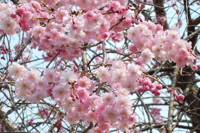 真言宗智山派 榎田山安養院経蔵寺