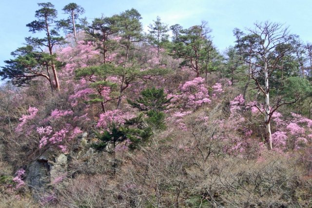 アカヤシオ(岩ツツジ)