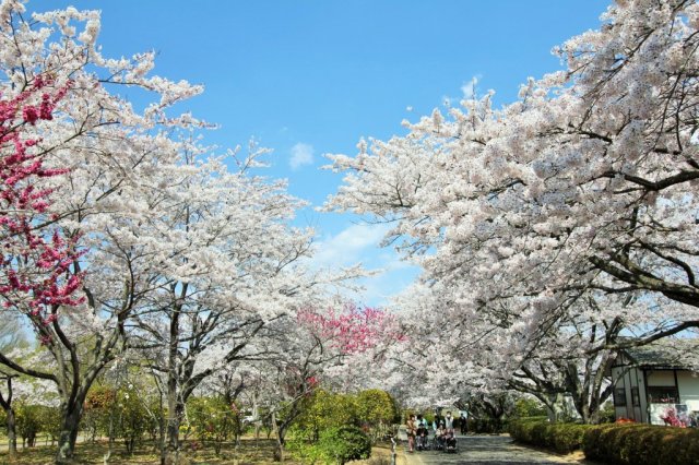 小名浜臨海工業団地大畑緑地(大畑公園)