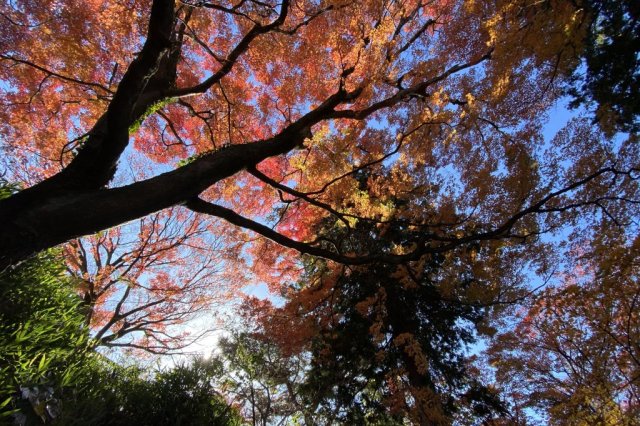 いわきあるき【ビンゴdeいわきあるき】ビンゴで紅葉満喫コース《要事前申込》