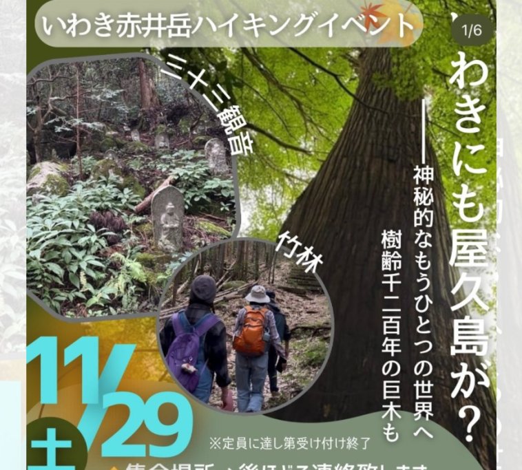 龍燈杉を巡るトレッキングツアー