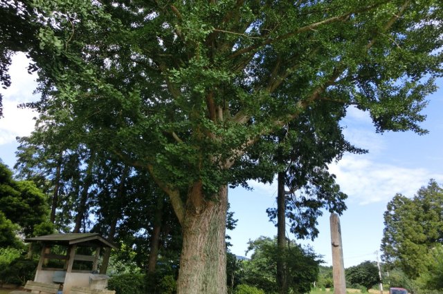 上平窪のシイノキ群