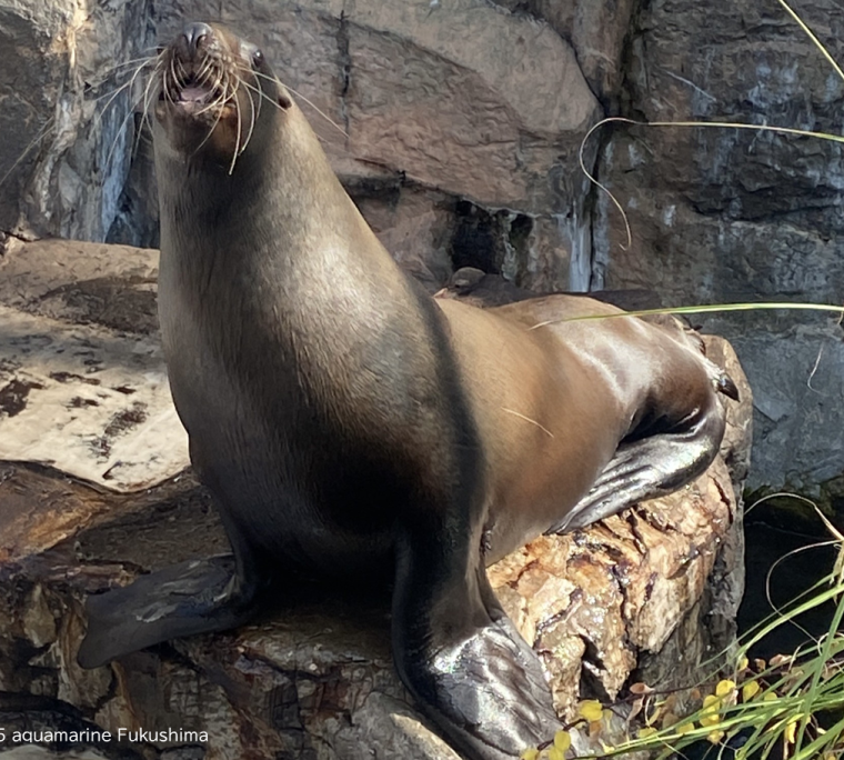 アクアマリンふくしま「トドまらない2026お正月」