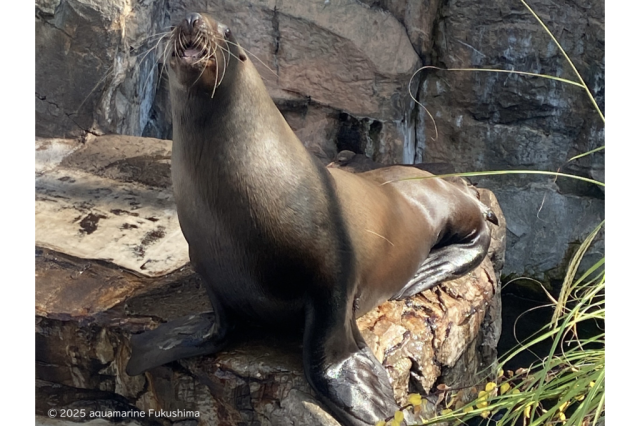 アクアマリンふくしま「トドまらない2026お正月」