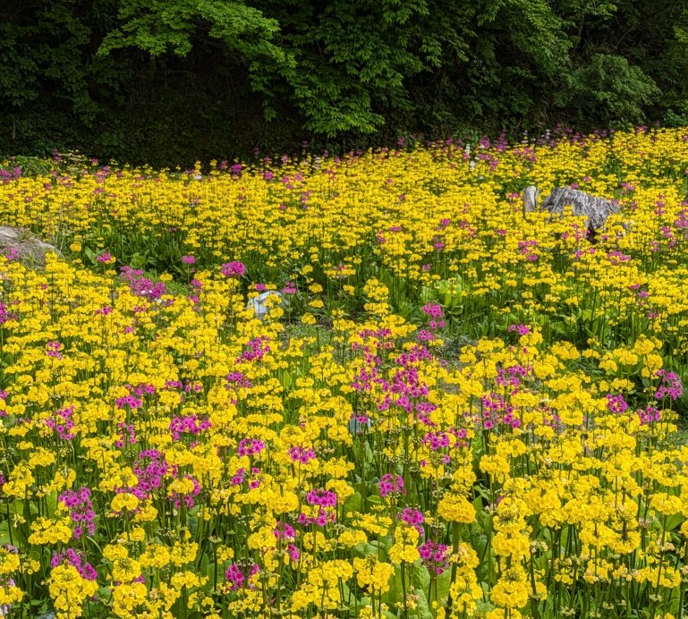 光花の里山～クリンソウの観覧～