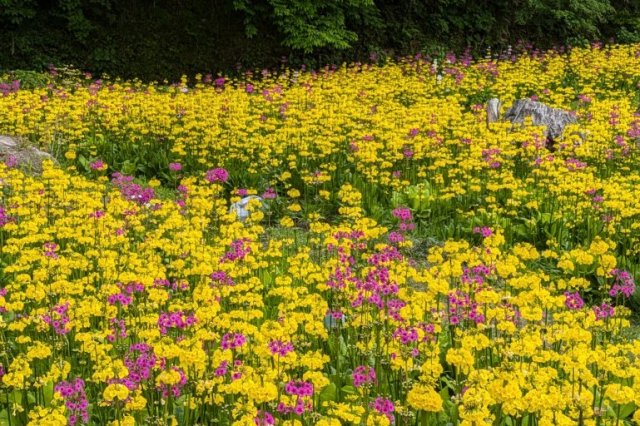 光花の里山～クリンソウの観覧～