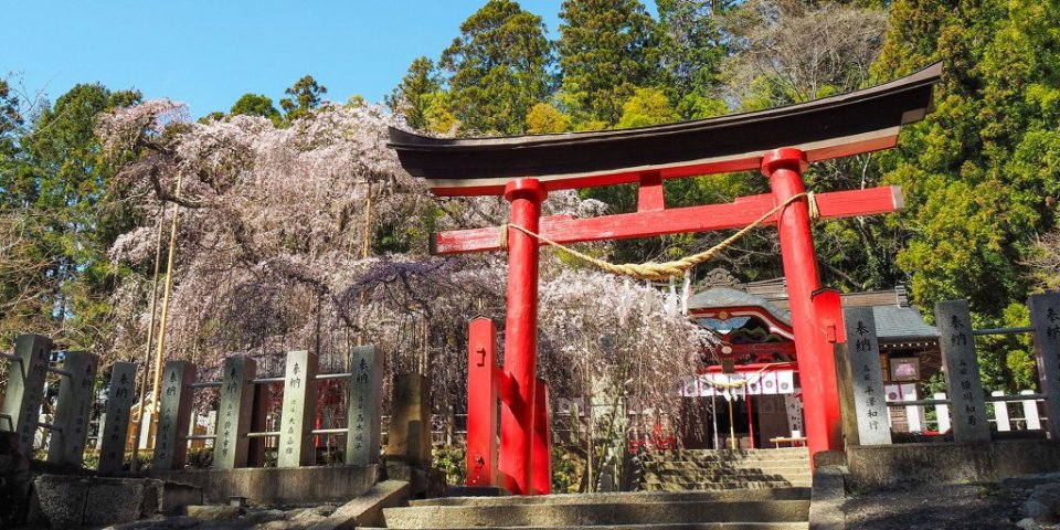 樹齢650年以上の小川諏訪神社シダレザクラで酔いしれ、かえるの詩人「草野心平」の故郷を散策