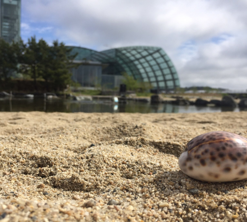じゃぶじゃぶの砂浜で宝探し