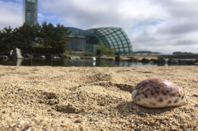 じゃぶじゃぶの砂浜で宝探し