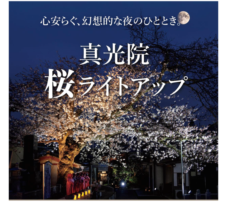 真光院 桜ライトアップ