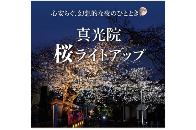 真光院 桜ライトアップ
