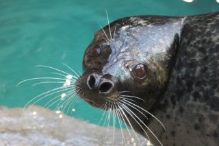 北の海の海獣・海鳥　ゴマフアザラシ　くらら