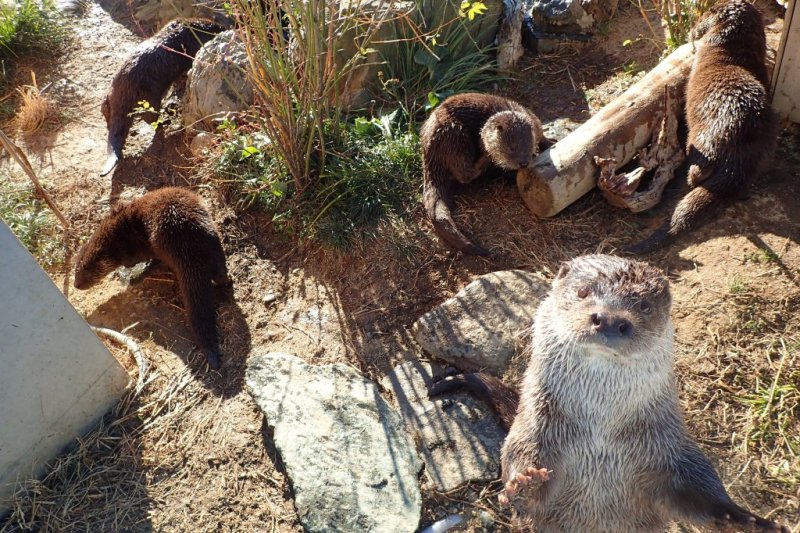 わくわく里山・縄文の里　ユーラシアカワウソ