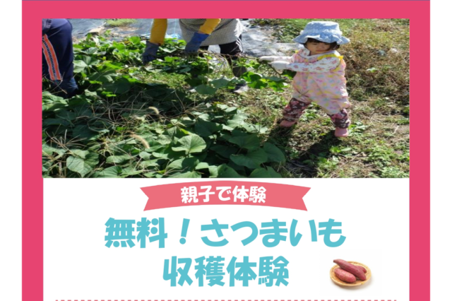 無料！さつまいも収穫体験《要事前申込》