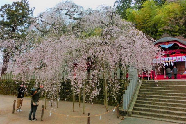 樹齢650年以上の桜と春の花を巡る	