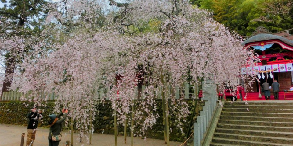 樹齢500年以上の桜と春の花を巡る	