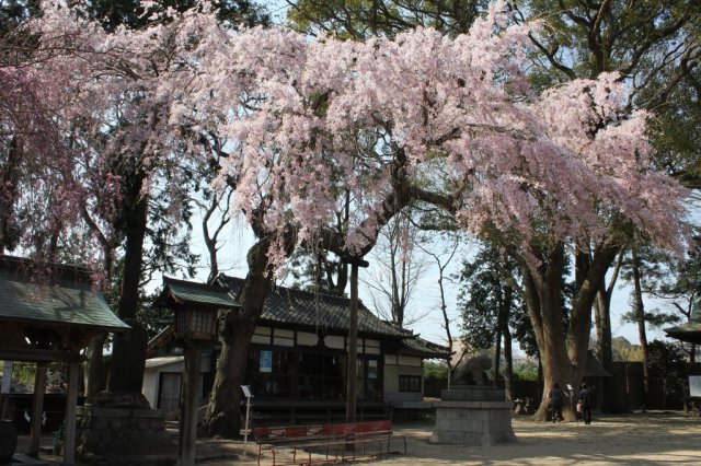 いわき駅周辺の美しい一本桜