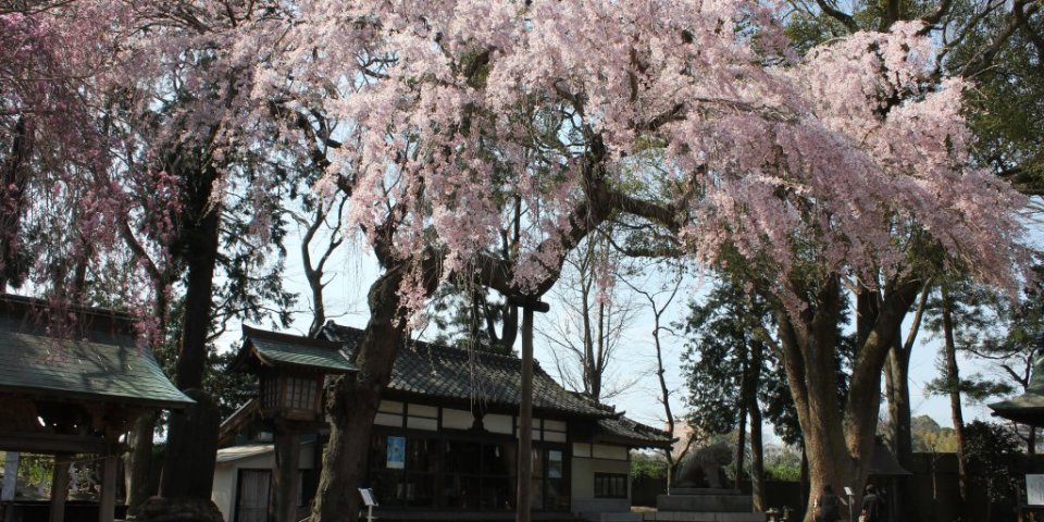 いわき駅周辺の美しい一本桜