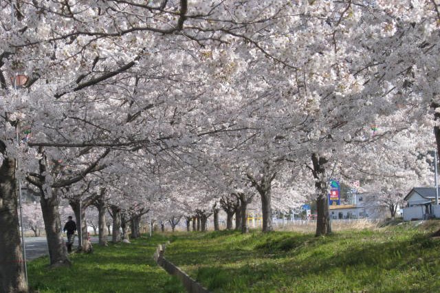 かしまふれ愛さくら祭り