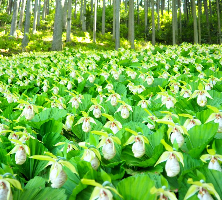 田人のクマガイソウ