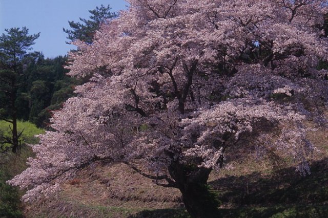 新田の大山桜