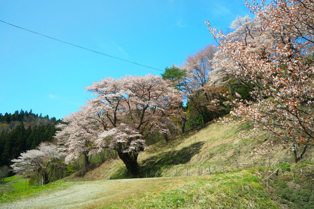 新田の大山桜｜見る・遊ぶ｜いわき市観光サイト - いわき市の観光・旅行情報が満載！