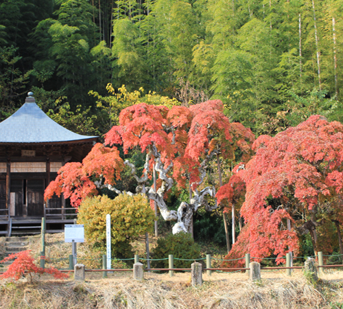 中釜戸のシダレモミジ