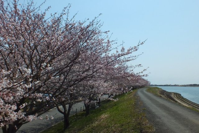 鮫川