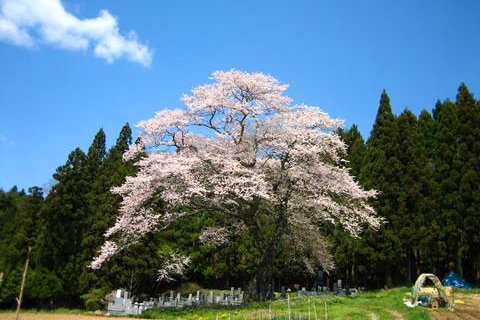 下三坂の種まき桜《三和町》