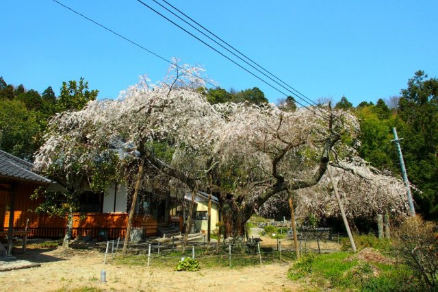 住善寺