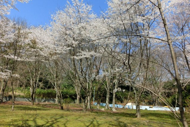 観音山公園