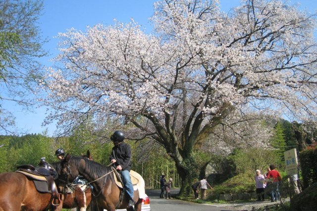 田人の石割桜