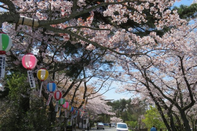 勿来関桜まつり