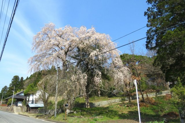 永山家のシダレザクラ《川前町》