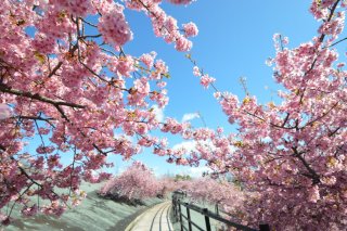 河津桜満開時の様子