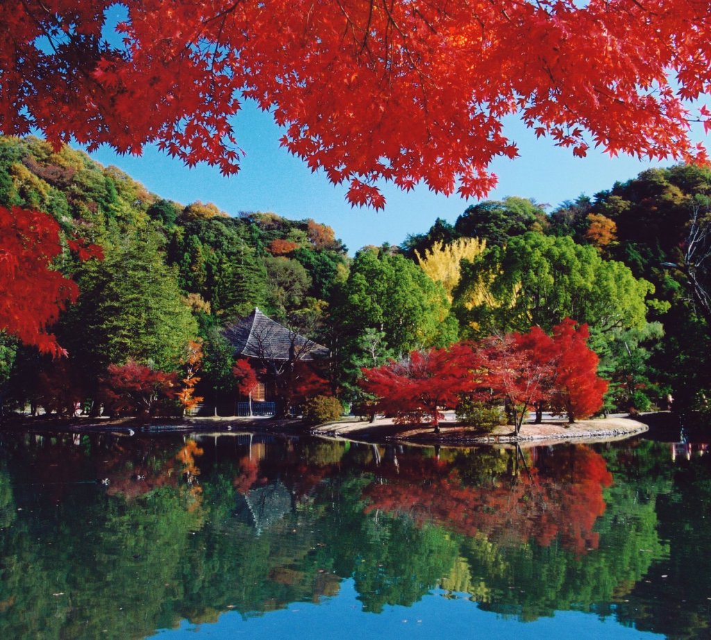 願成寺　国宝白水阿弥陀堂
