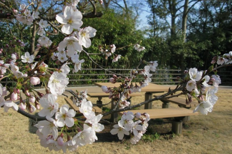 松ヶ岡公園｜見る・遊ぶ｜いわき市観光サイト - いわき市の観光・旅行