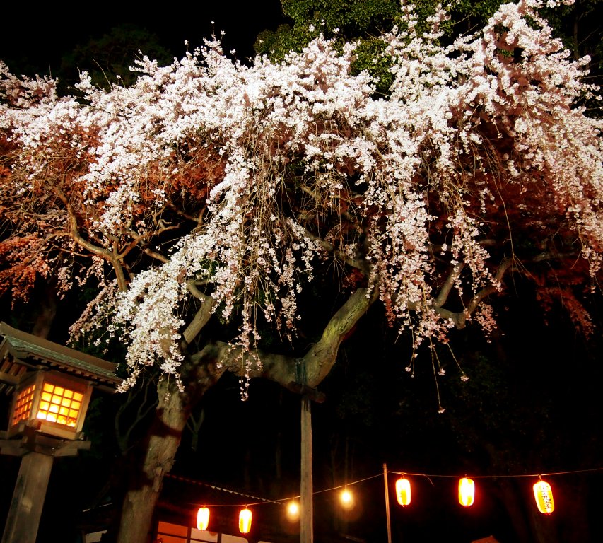 三島八幡神社シダレザクラライトアップ