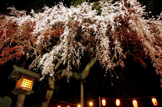 三島八幡神社シダレザクラライトアップ