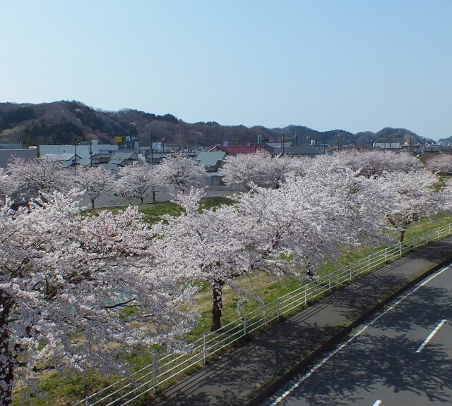 鹿島千本桜