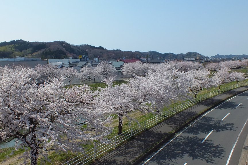 鹿島千本桜 見る 遊ぶ いわき市観光サイト いわき市の観光 旅行情報が満載