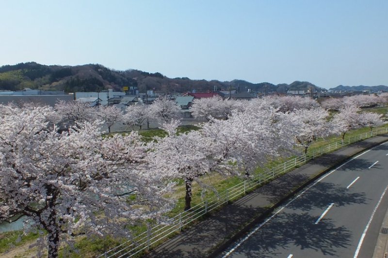 鹿島の千本桜 見る 遊ぶ いわき市観光サイト いわき市の観光 旅行情報が満載