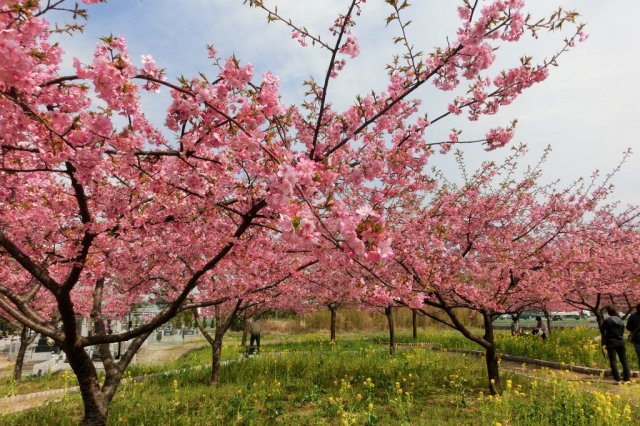 常磐共同火力(株)勿来発電所の河津桜